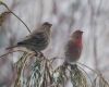 male female finch pair