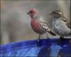 a sparrow and finch bird
