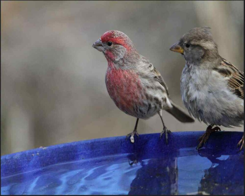 How To Tell a House Finch from A Sparrow 5 Differences!