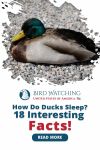How Do Ducks Sleep? 12 Interesting Facts! Thumbnail