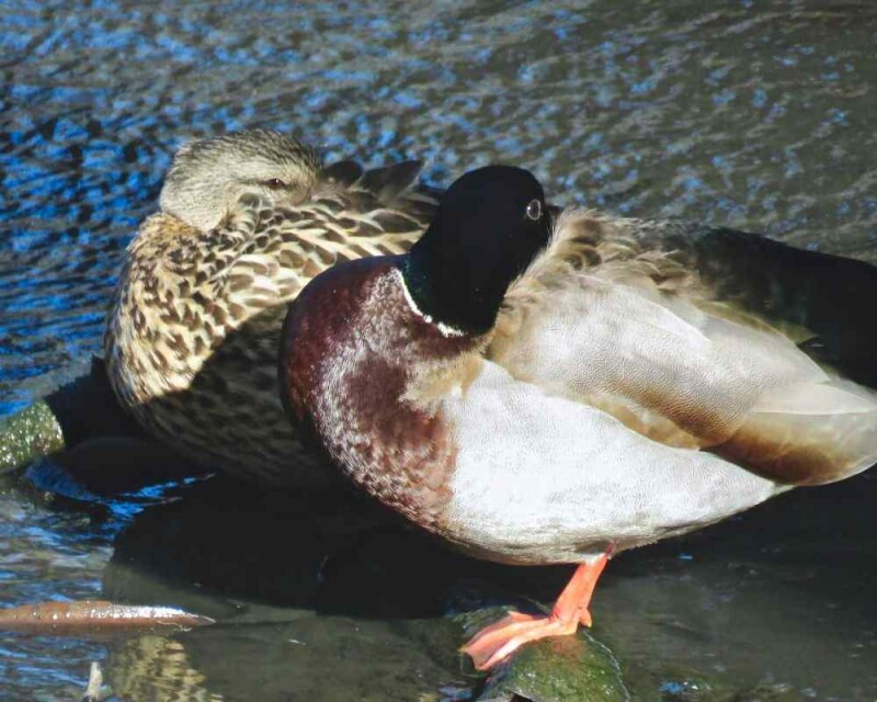 How do ducks sleep 12 interesting facts 