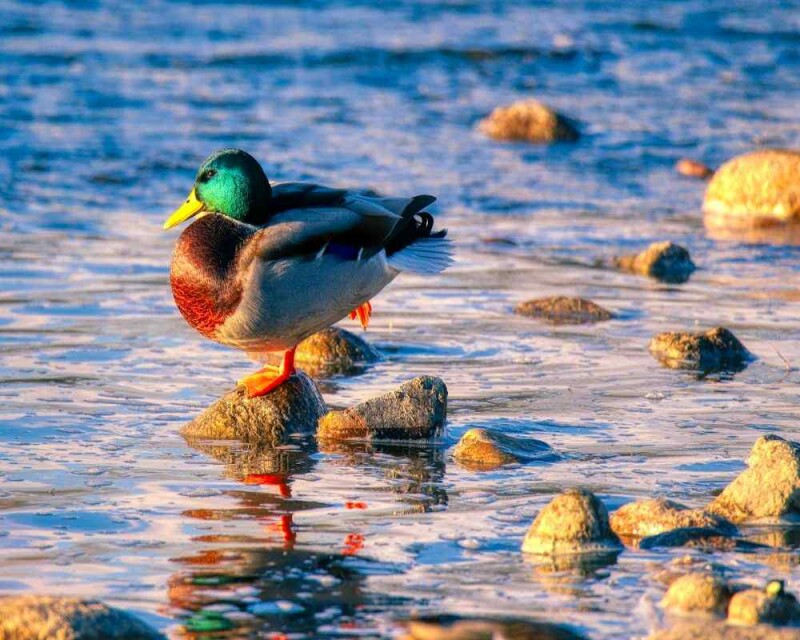 How do ducks sleep 12 interesting facts 