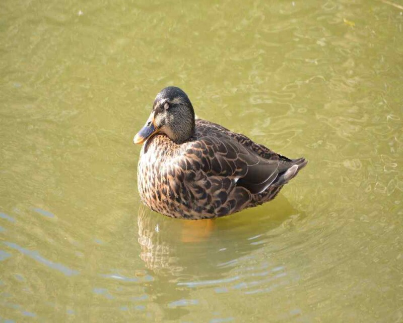 How do ducks sleep 12 interesting facts 