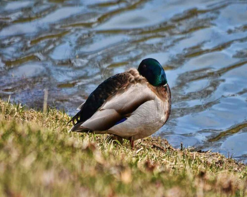 How do ducks sleep 12 interesting facts 