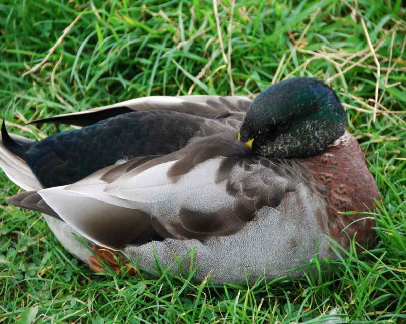 How do ducks sleep 12 interesting facts 