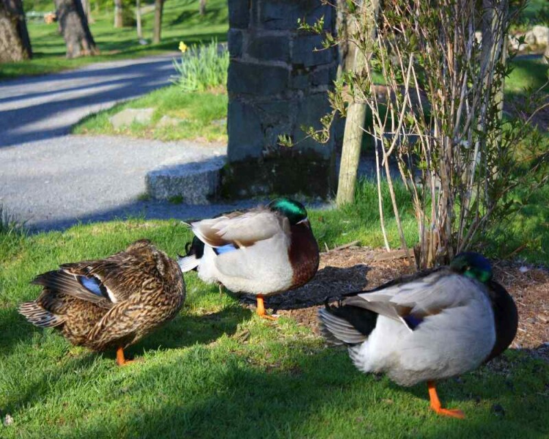 How do ducks sleep 12 interesting facts 