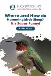 Where and How do Hummingbirds Sleep? It's Super Funny! Thumbnail
