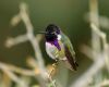 a male hummingbird