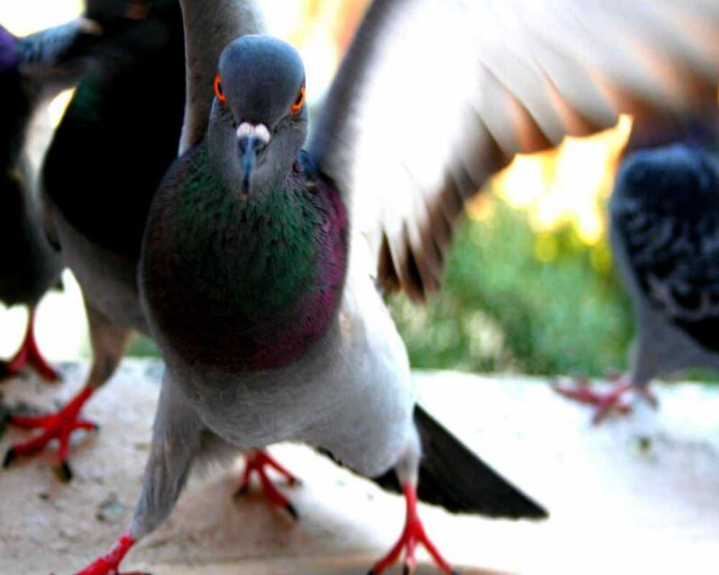 The Fascinating Reason Messenger Pigeons Know Where to Go