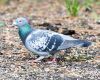 homing pigeon on ground