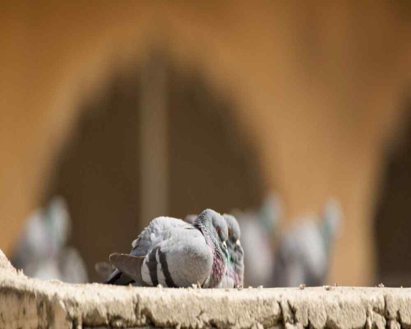 The Fascinating Reason Messenger Pigeons Know Where to Go