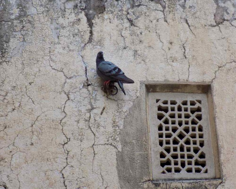 The Fascinating Reason Messenger Pigeons Know Where to Go