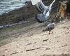 pigeons near beach