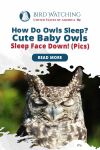 How Do Owls Sleep? Cute Baby Owls Sleep Face Down! (Pics) Thumbnail