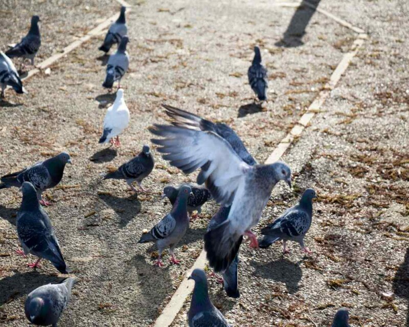 How Far Can Pigeons Fly? It's Almost Unbelievable!