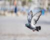 pigeon flying close to the ground