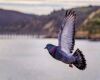 a pigeon is taking flight