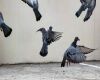 a flock of pigeons taking off