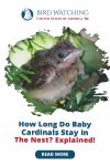 How Long Do Baby Cardinals Stay in the Nest? Explained! Thumbnail