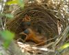 a baby cardinal in nest