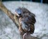 a baby cardinal out of nest