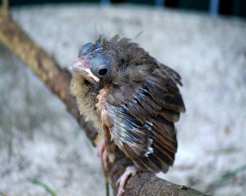 How Long Do Baby Cardinals Stay in the Nest? Explained!
