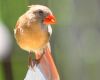 a juvenile cardinal