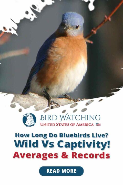 How Long do Bluebirds Live? Wild vs. Captivity! Averages & Records