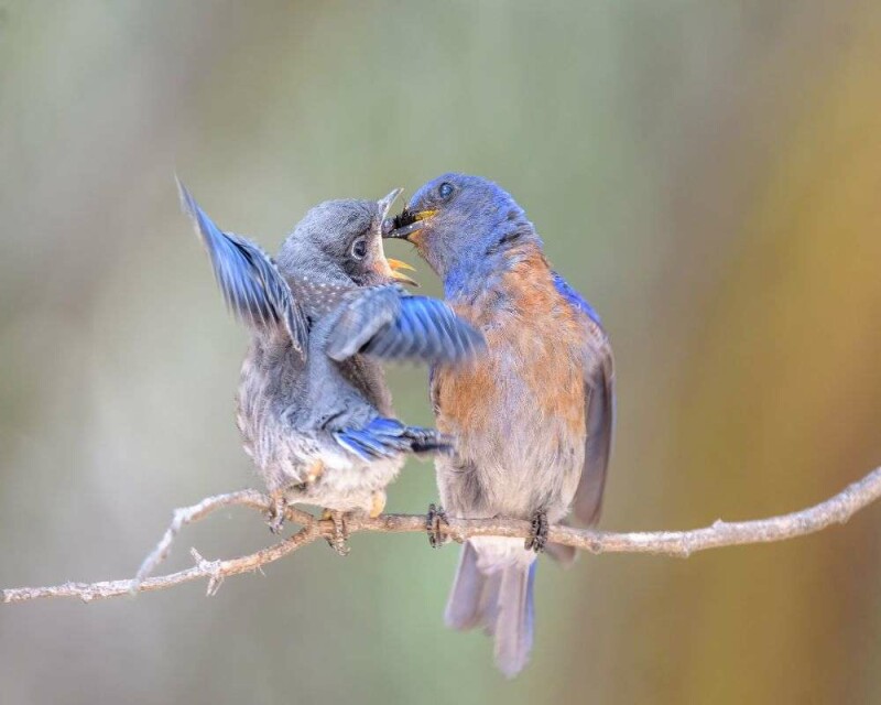 How Long do Bluebirds Live? Wild vs. Captivity! Averages & Records