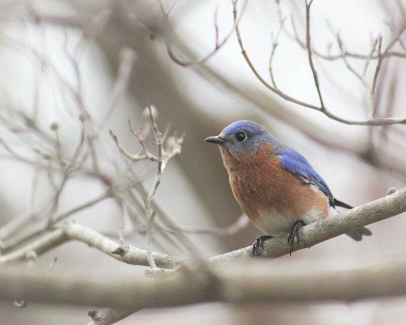 How Long Do Bluebirds Nest
