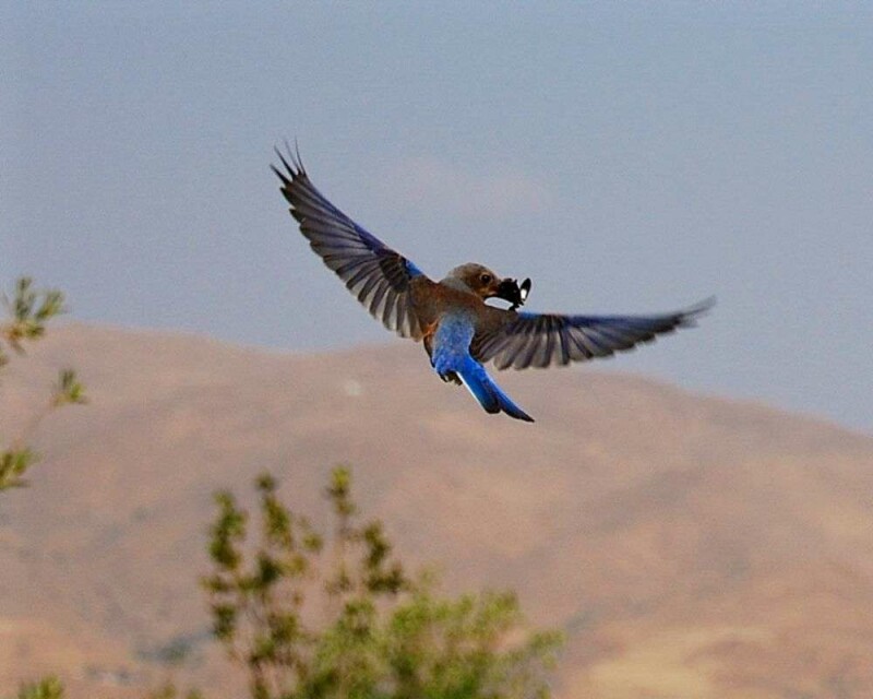 How Long do Bluebirds Live? Wild vs. Captivity! Averages & Records