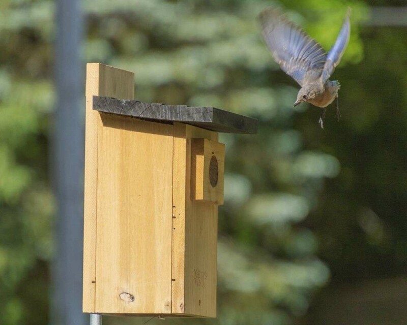 How Long do Bluebirds Live? Wild vs. Captivity! Averages & Records