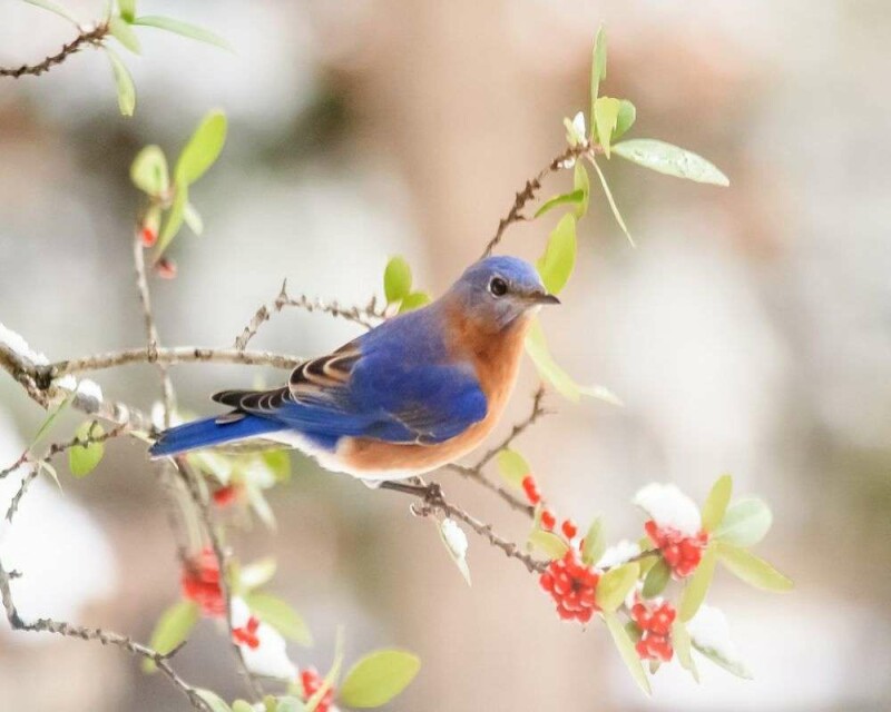 How Long do Bluebirds Live? Wild vs. Captivity! Averages & Records