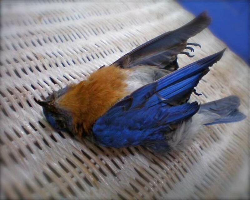How Long do Bluebirds Live? Wild vs. Captivity! Averages & Records