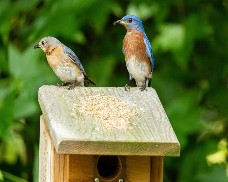 How Long do Bluebirds Live? Wild vs. Captivity! Averages & Records