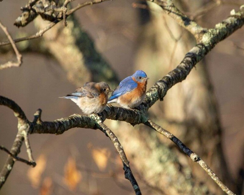How Long do Bluebirds Live? Wild vs. Captivity! Averages & Records