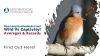 How Long do Bluebirds Live? Wild vs. Captivity! Averages & Records Thumbnail