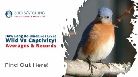 How Long do Bluebirds Live? Wild vs. Captivity! Averages & Records