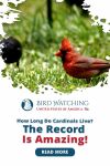 How Long do Cardinals Live? The Record is Amazing! Thumbnail