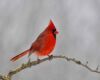 a cardinal in winter