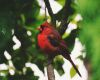 a cardinal on tree