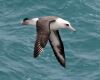 a laysan-albatross