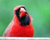 a mature cardinal