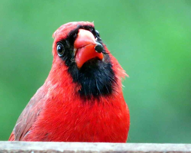 How Long do Cardinals Live? The Record is Amazing!