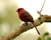 a red cardinal on tree