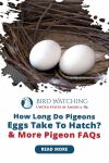 How Long Do Pigeons Eggs Take to Hatch? & More Pigeon FAQs Thumbnail