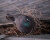 adult female pigeon