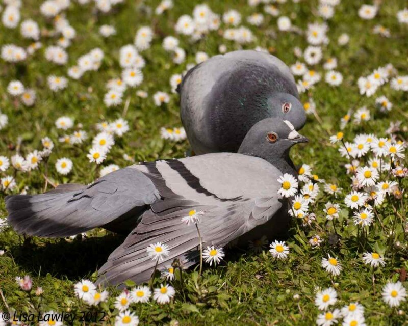 How Long Do Pigeons Eggs Take to Hatch? & More Pigeon FAQs