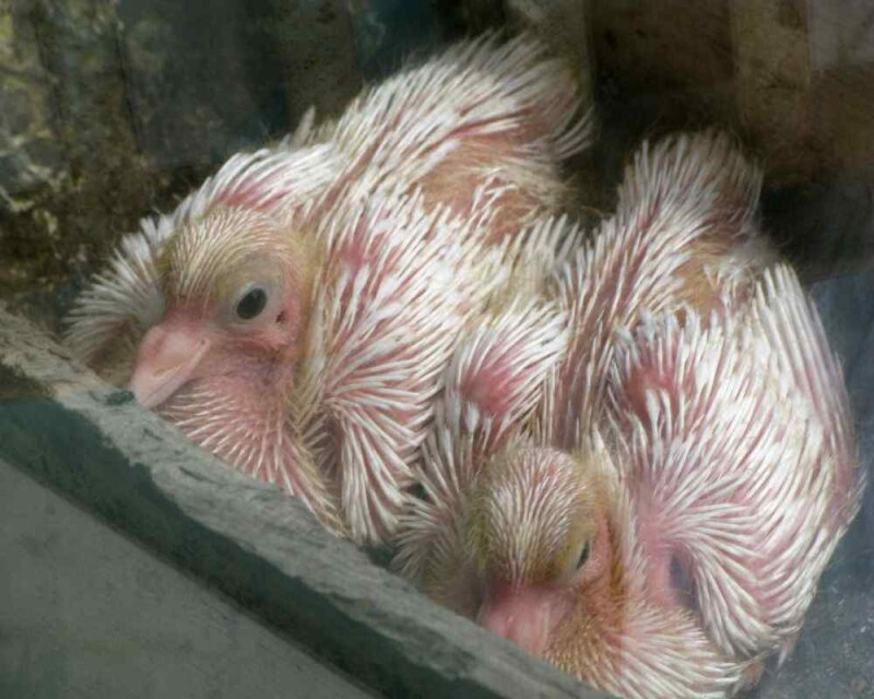 How Long Do Pigeons Eggs Take to Hatch? & More Pigeon FAQs