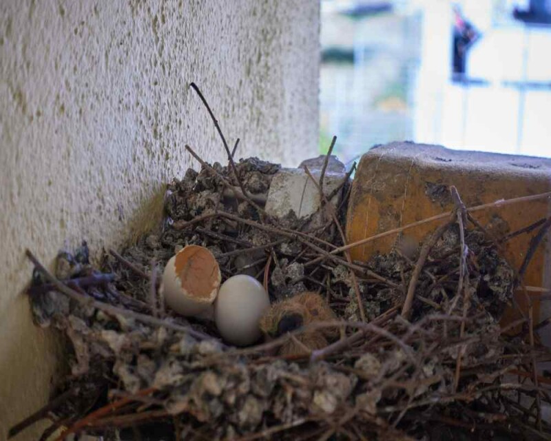How Long Do Pigeons Eggs Take to Hatch? & More Pigeon FAQs